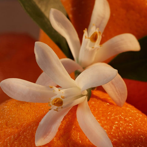 THREE FLOWERS, ONE SUNDAY: ORANGE BLOSSOM