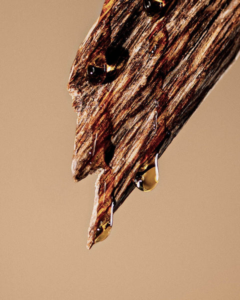 NOSEDIVE INTO AGARWOOD: ONLINE - DECEMBER