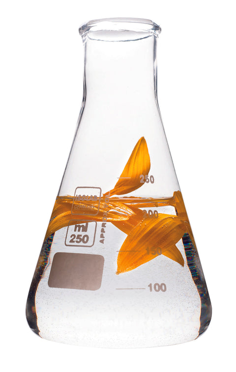 INTRO TO ACCORD MAKING: THE PERFUMERS' SECRET WEAPON - JANUARY