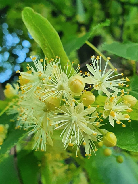 THREE FLOWERS, THREE ILLUSIONS ONE SUNDAY: LINDEN BLOSSOM