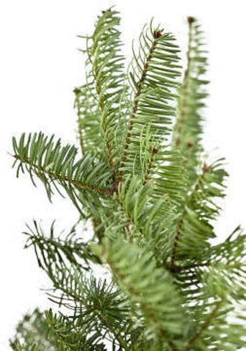 PINE & FIR BALSAM NOSEDIVE (ONLINE)