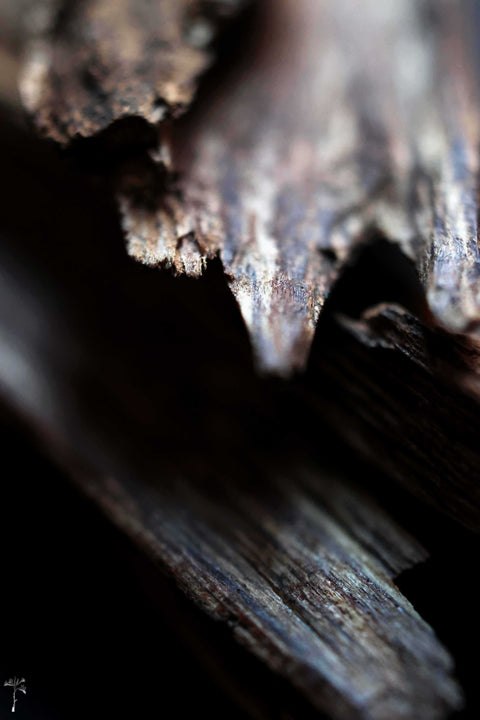 NOSEDIVE INTO AGARWOOD: ONLINE