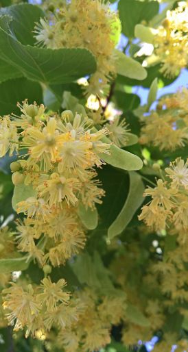 LINDEN BLOSSOM ACCORD NOSEDIVE (ONLINE)