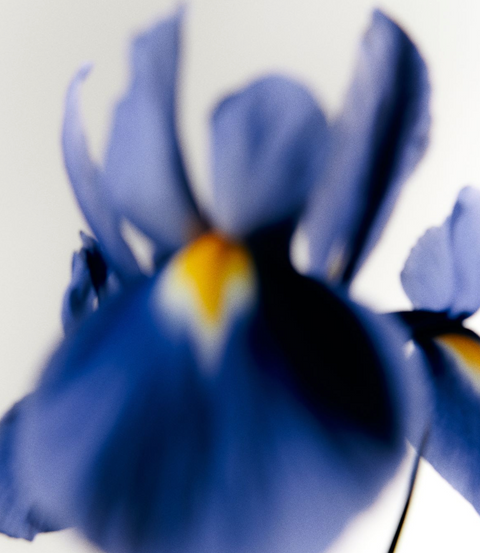 THREE FLOWERS, ONE SUNDAY: ORRIS