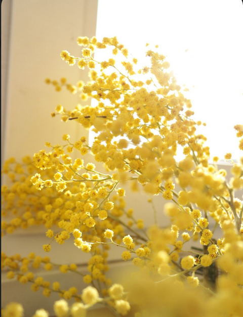 THREE FLOWERS, ONE SUNDAY: MIMOSA