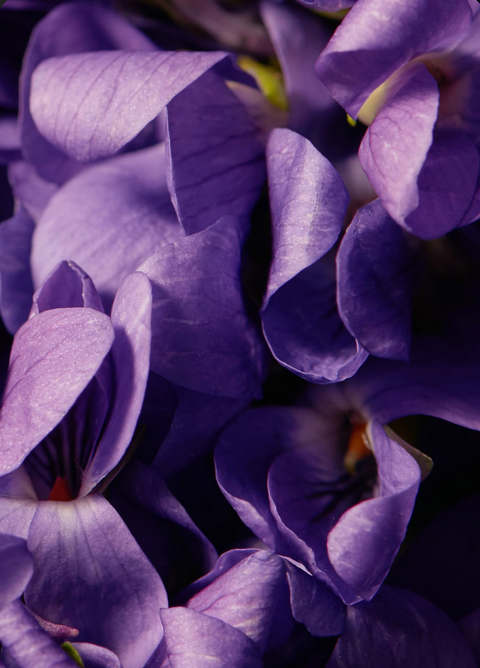 THREE FLOWERS, ONE SUNDAY: VIOLET