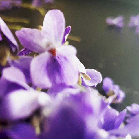 NOSEDIVE INTO JASMINE: ONLINE