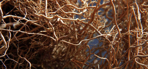 NOSEDIVE INTO VETIVER: ONLINE