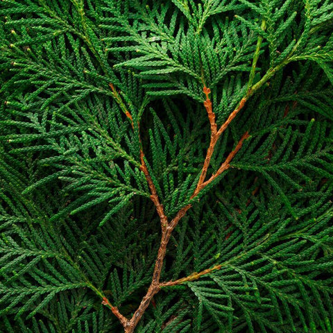 CYPRESS & HINOKI NOSEDIVE (ONLINE)
