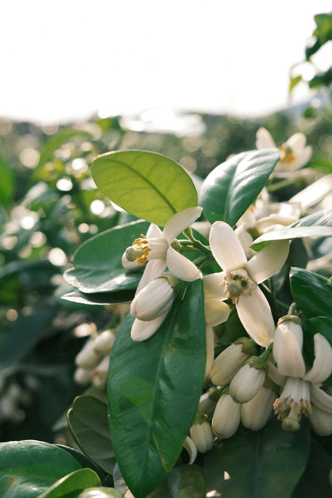 THREE FLOWERS, ONE SUNDAY: ORANGE BLOSSOM