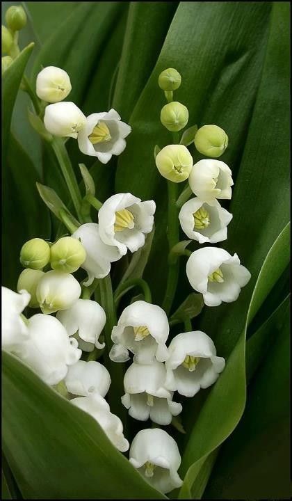 LILY OF THE VALLEY ACCORD NOSEDIVE (ONLINE)