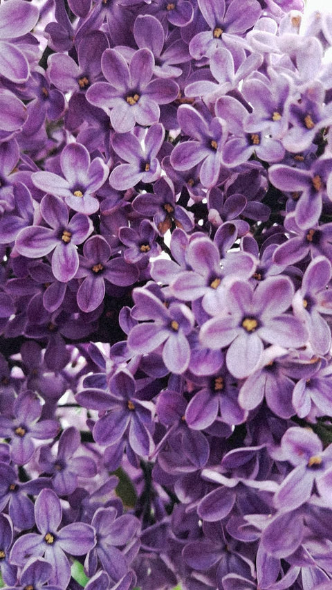 LILAC ACCORD NOSEDIVE (ONLINE)