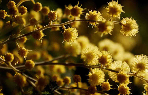 NOSEDIVE INTO MIMOSA: ONLINE