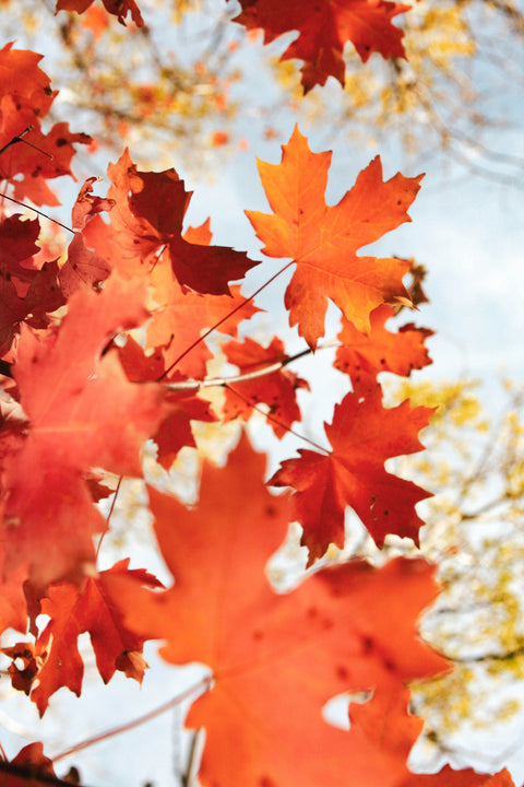 SCENT SEASON: AUTUMN