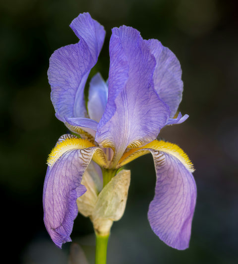 THREE FLOWERS, ONE SUNDAY: ORRIS