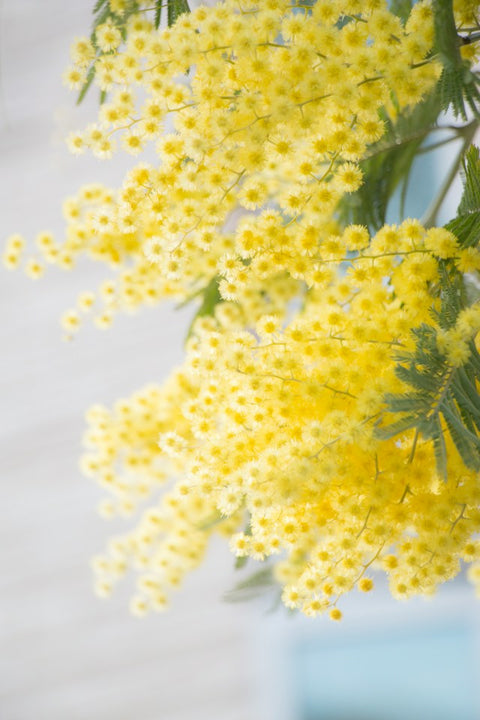 THREE FLOWERS, ONE SUNDAY: MIMOSA
