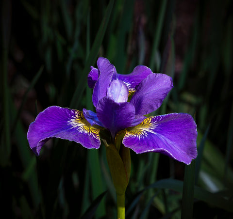 THREE FLOWERS, ONE SUNDAY: ORRIS